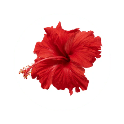 FLOR DE JAMIACA
